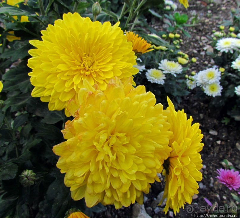 Бал хризантем 2011. Начало цветения. Продолжение...