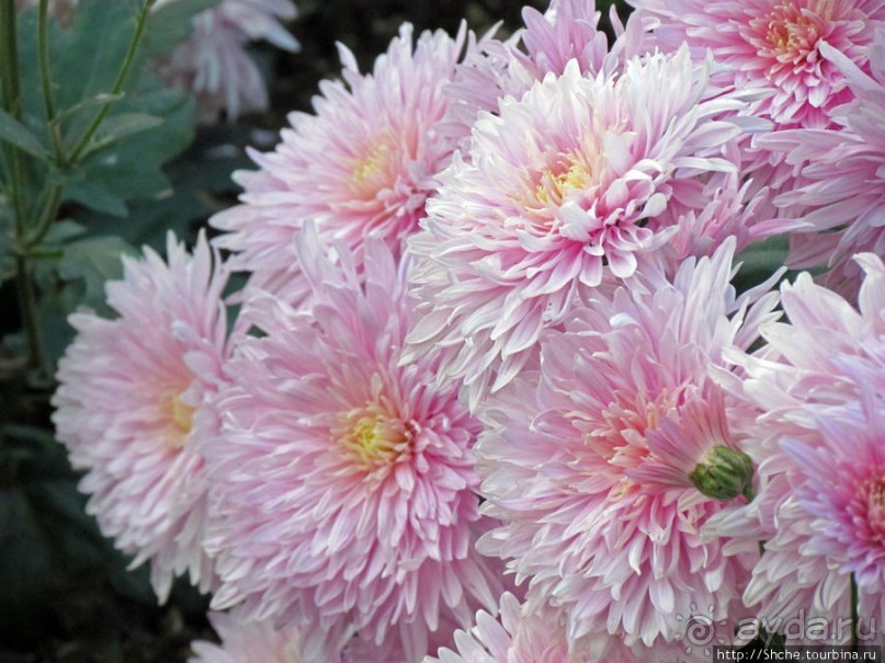 Бал хризантем 2011. Начало цветения. Продолжение...