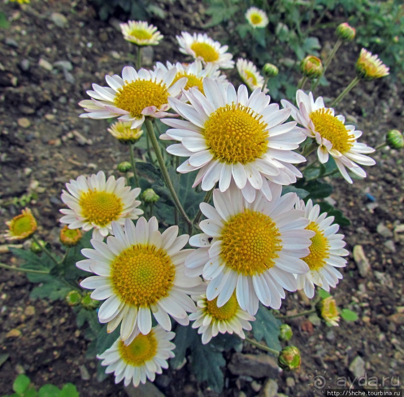 Бал хризантем 2011. Начало цветения. Продолжение...