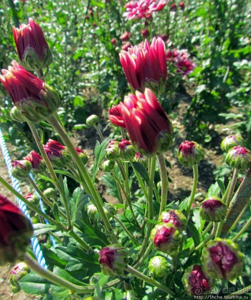 Бал хризантем 2011. Начало цветения. Продолжение...