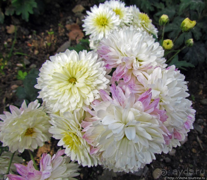 Бал хризантем 2011. Начало цветения. Продолжение...