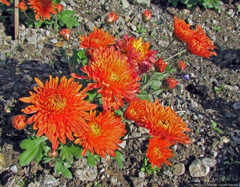 Бал хризантем 2011. Начало цветения. Продолжение...