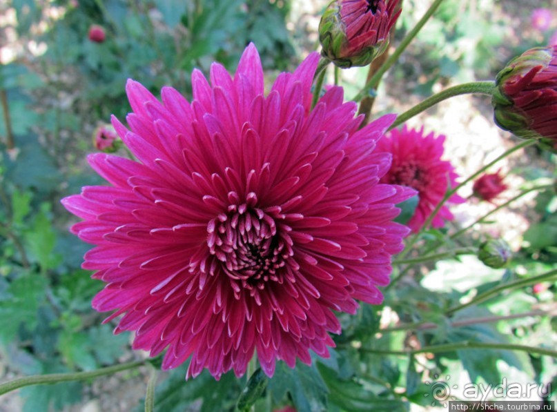 Бал хризантем 2011. Начало цветения. Продолжение...