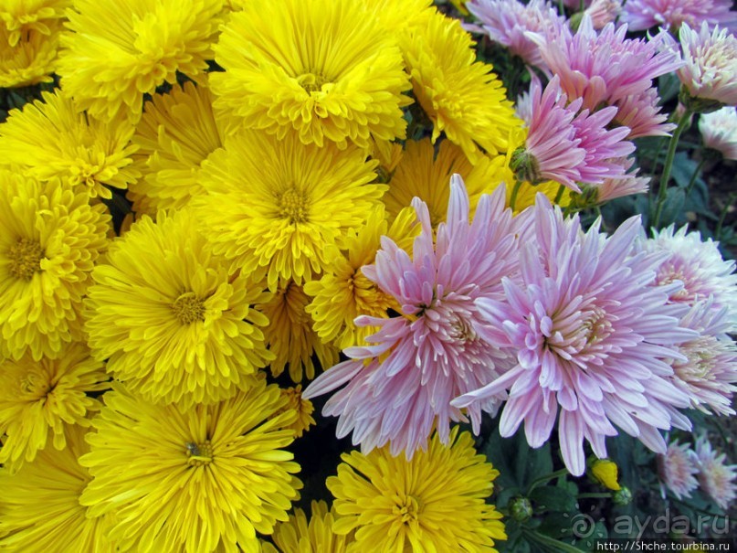 Бал хризантем 2011. Начало цветения. Продолжение...