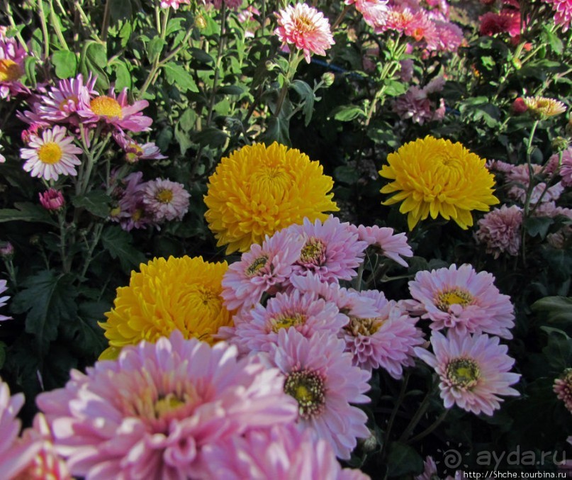 Бал хризантем 2011. Начало цветения. Продолжение...