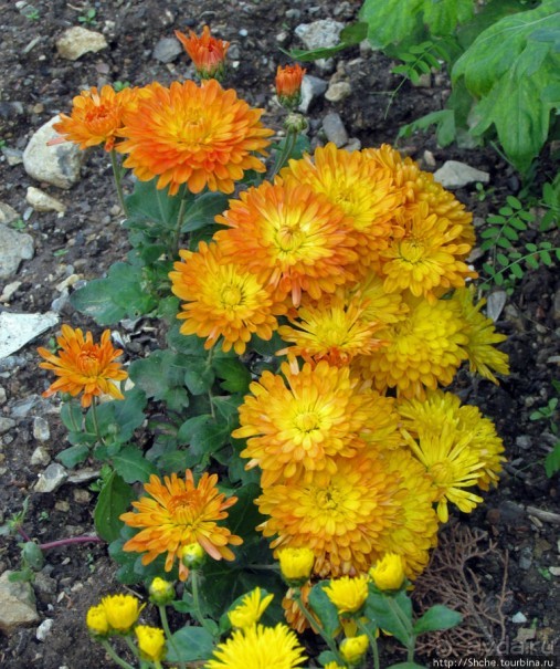 Бал хризантем 2011. Начало цветения. Продолжение...