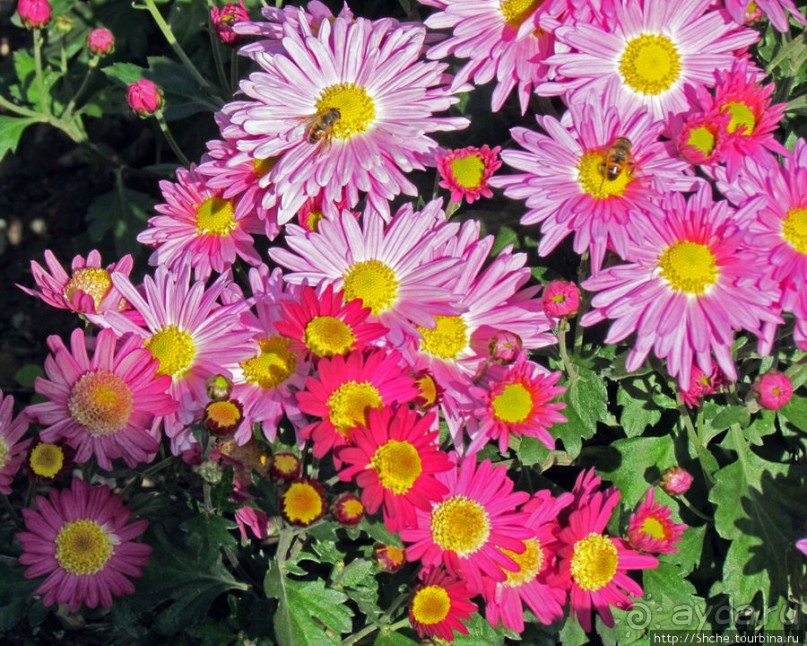 Бал хризантем 2011. Начало цветения. Продолжение...