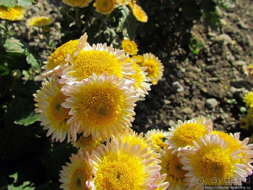 Бал хризантем 2011. Начало цветения. Продолжение...