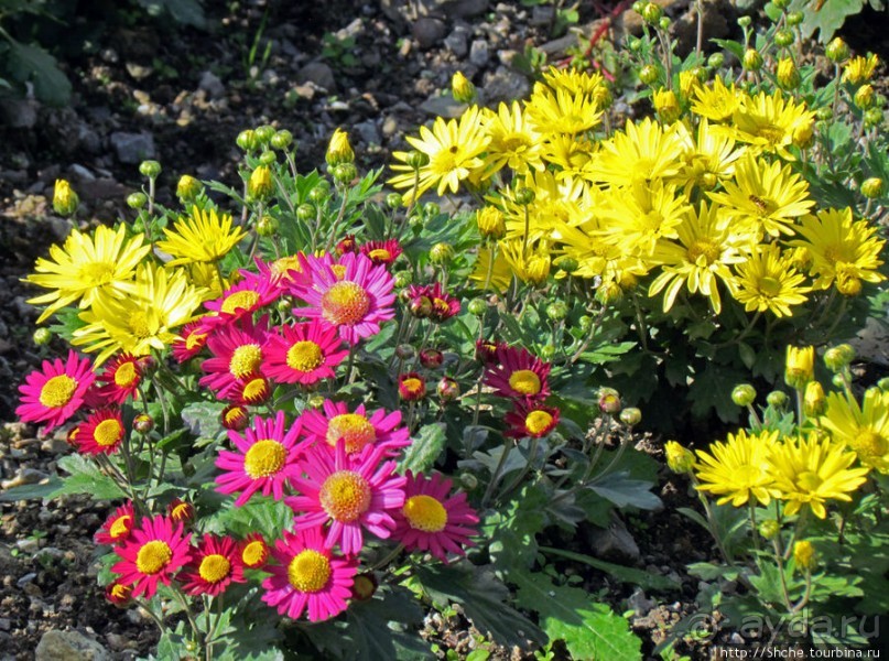 Бал хризантем 2011. Начало цветения. Продолжение...