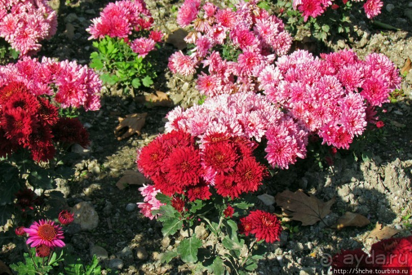 Бал хризантем 2011. Начало цветения. Продолжение...