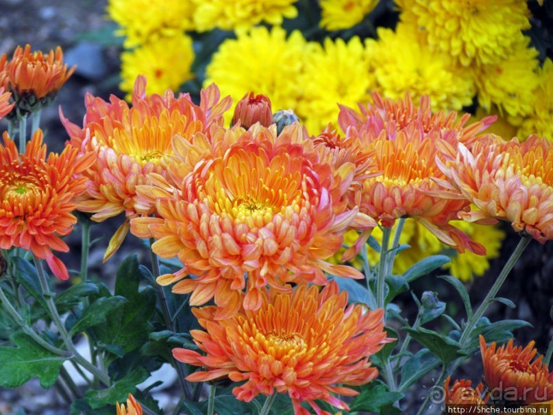 Бал хризантем 2011. Начало цветения. Продолжение...