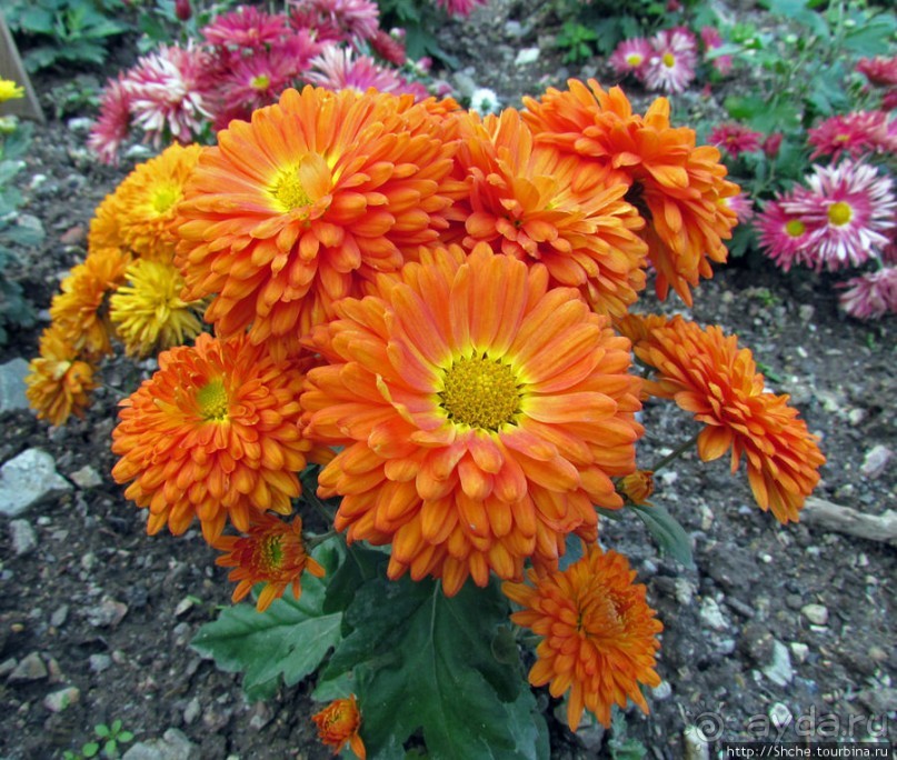 Бал хризантем 2011. Начало цветения. Продолжение...