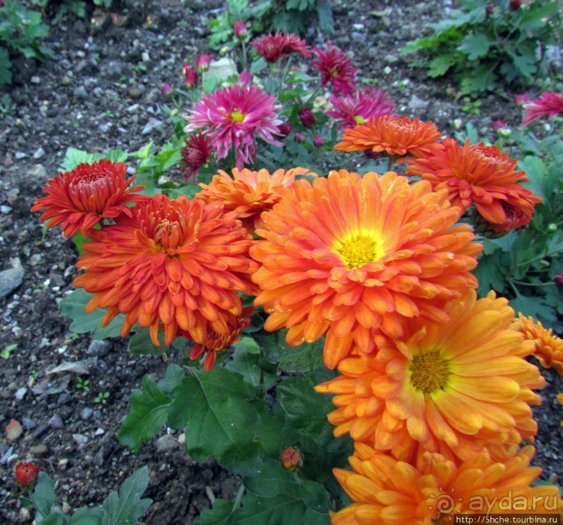 Бал хризантем 2011. Начало цветения. Продолжение...