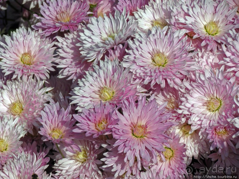 Бал хризантем 2011. Начало цветения. Продолжение...