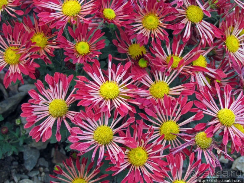 Бал хризантем 2011. Начало цветения. Продолжение...