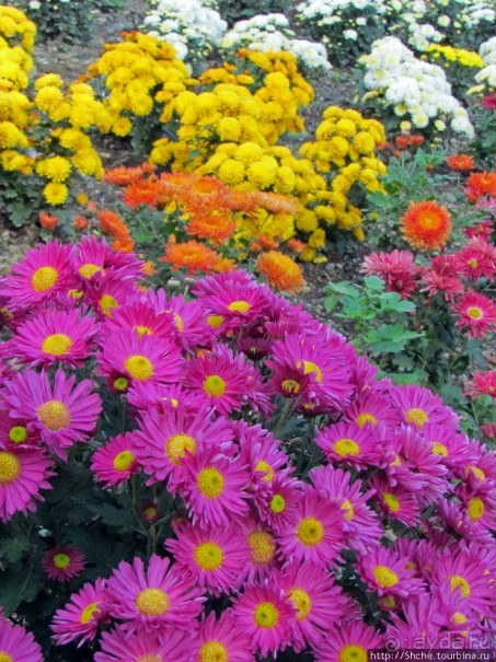 Бал хризантем 2011. Начало цветения. Продолжение...