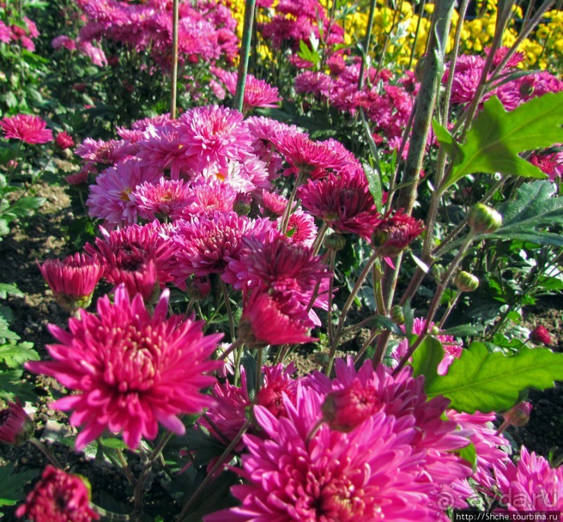 Бал хризантем 2011. Начало цветения. Продолжение...