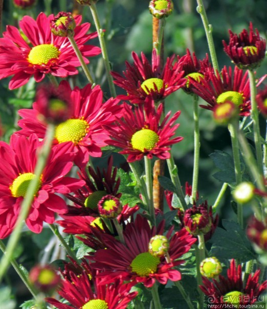 Бал хризантем 2011. Начало цветения. Продолжение...