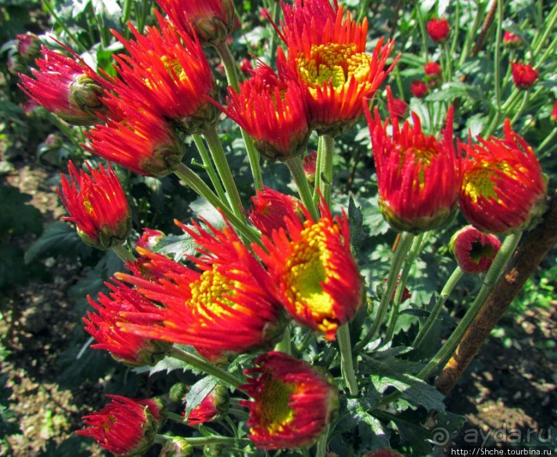 Бал хризантем 2011. Начало цветения. Продолжение...