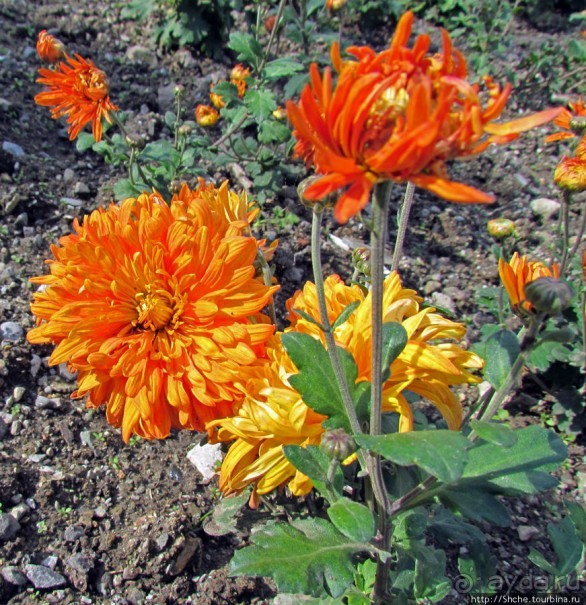 Бал хризантем 2011. Начало цветения. Продолжение...