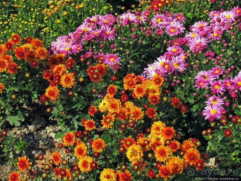Бал хризантем 2011. Начало цветения. Продолжение...
