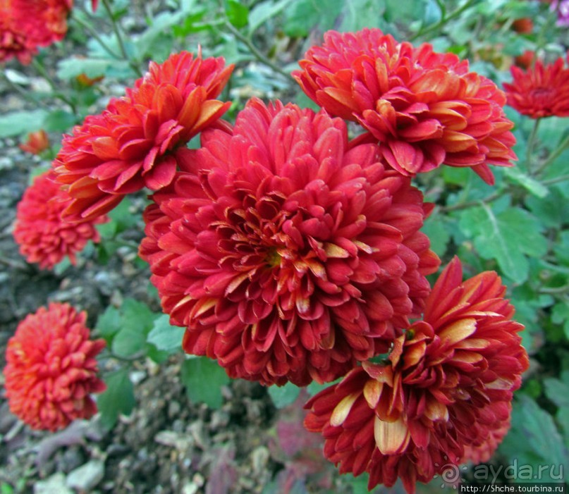 Бал хризантем 2011. Начало цветения. Продолжение...