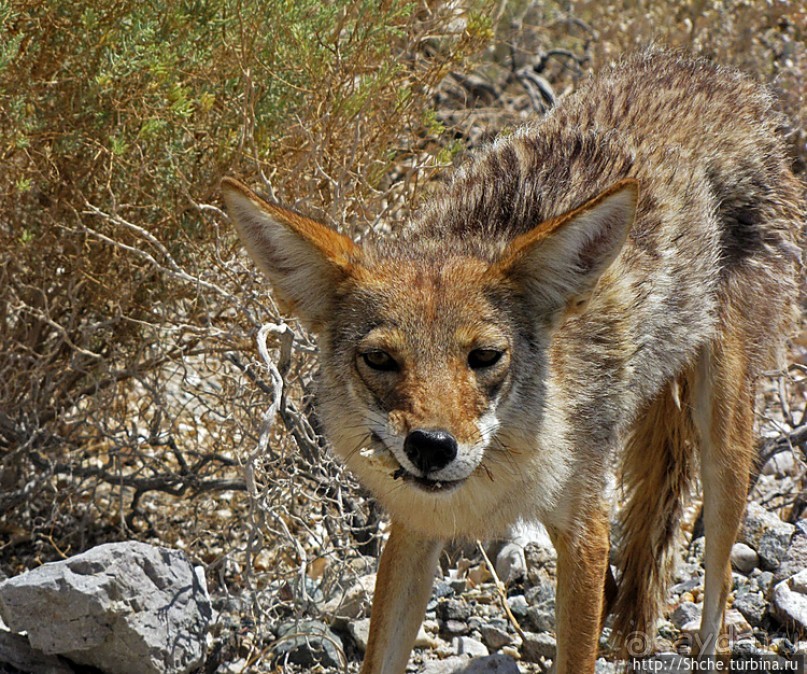 Долина Смерти. Земля одинокого койота