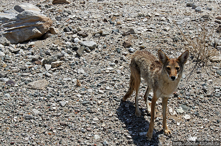 Долина Смерти. Земля одинокого койота