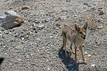Долина Смерти. Земля одинокого койота