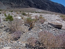 Альбом отзыва "Долина Смерти. Земля одинокого койота"