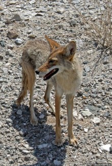 Долина Смерти. Земля одинокого койота