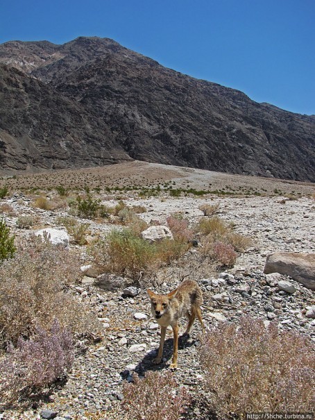 Долина Смерти. Земля одинокого койота