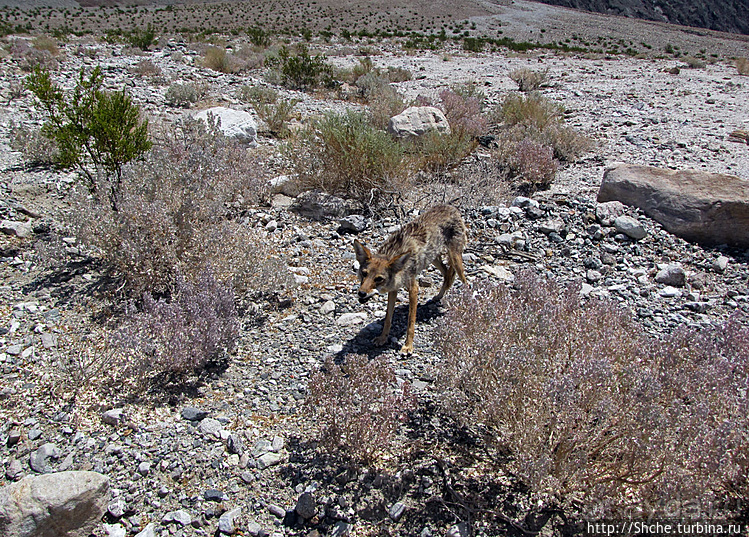 Долина Смерти. Земля одинокого койота