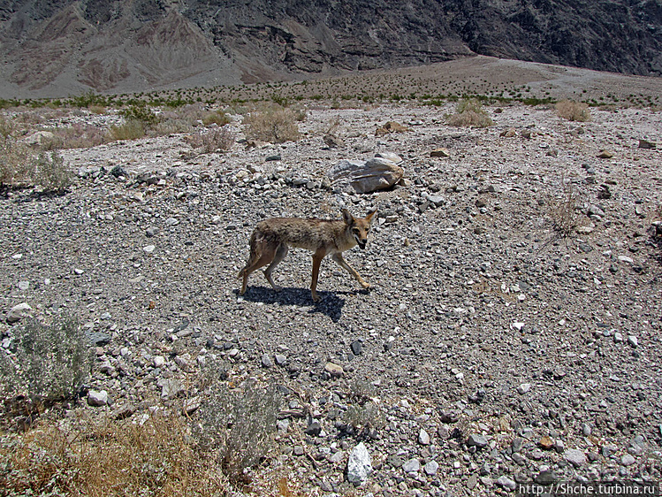 Долина Смерти. Земля одинокого койота