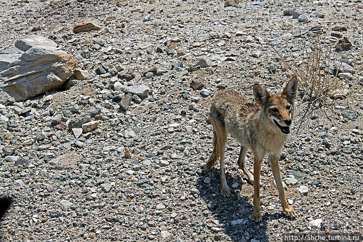 Долина Смерти. Земля одинокого койота