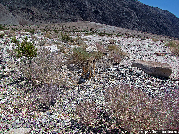 Долина Смерти. Земля одинокого койота
