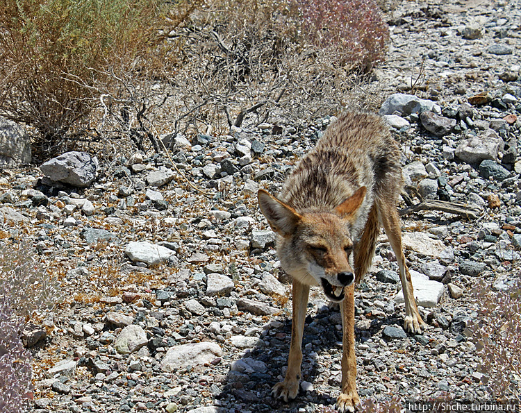 Долина Смерти. Земля одинокого койота