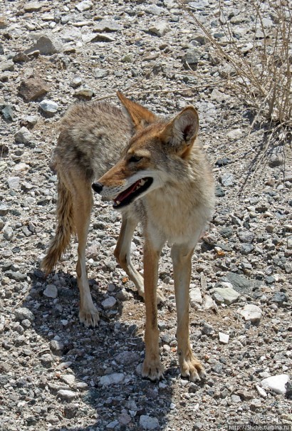 Долина Смерти. Земля одинокого койота