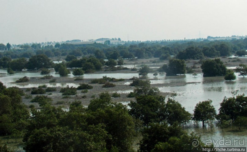 Заповедник по-эмиратски. Миллион мангровых деревьев для даби