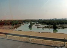 Заповедник по-эмиратски. Миллион мангровых деревьев для даби