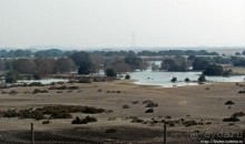 Заповедник по-эмиратски. Миллион мангровых деревьев для даби