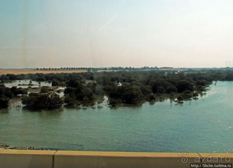 Заповедник по-эмиратски. Миллион мангровых деревьев для даби