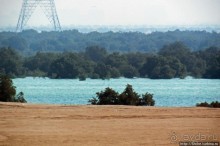 Заповедник по-эмиратски. Миллион мангровых деревьев для даби