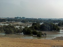 Заповедник по-эмиратски. Миллион мангровых деревьев для даби