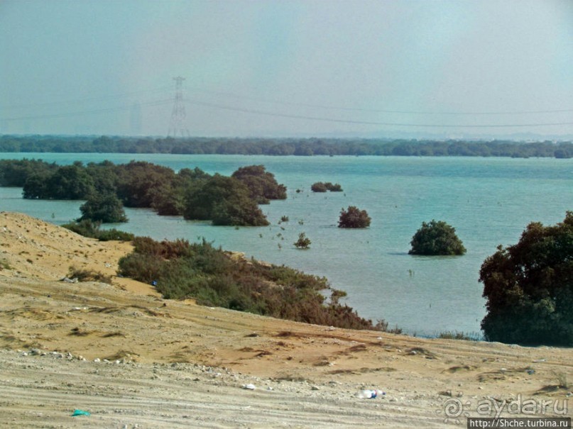 Заповедник по-эмиратски. Миллион мангровых деревьев для даби