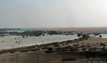 Заповедник по-эмиратски. Миллион мангровых деревьев для даби