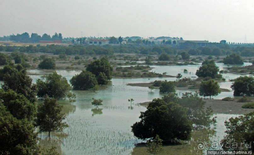 Заповедник по-эмиратски. Миллион мангровых деревьев для даби