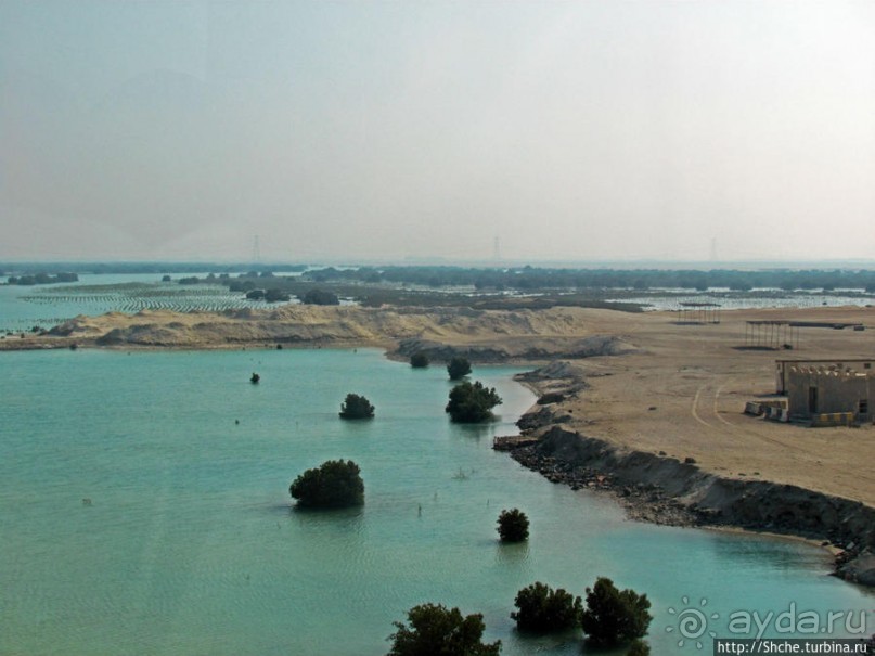 Заповедник по-эмиратски. Миллион мангровых деревьев для даби