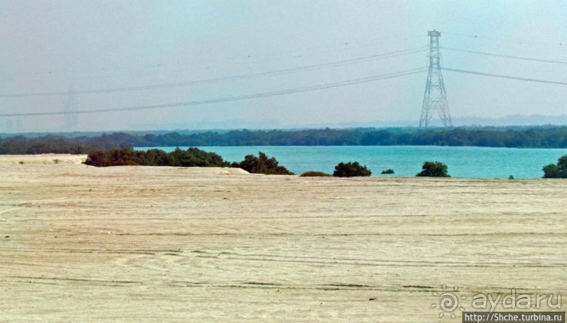 Заповедник по-эмиратски. Миллион мангровых деревьев для даби