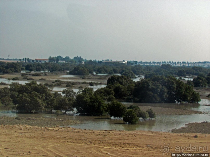 Заповедник по-эмиратски. Миллион мангровых деревьев для даби